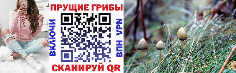 купить   Ак-Довурак  Псилоцибиновые грибы Psilocybe 